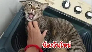 🐈เพราะเราคือโลกทั้งใบของพวกเค้า🤲🏻❤2มือแม่จะดูแลไม่ทอดทิ้งกันจ๊ะเด็กๆ🐈❤