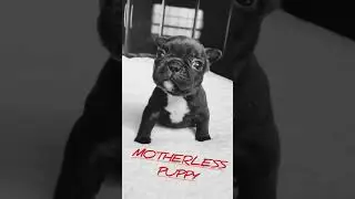 motherless dog 🐕#dog#shorts #youtubeshorts