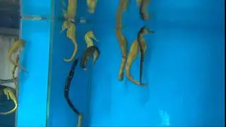 Hippocampus Kuda 2 || AquaFishViet.com