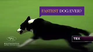 Border Collie, Tex, dominates 2015 WKC Masters Agility Championship | Westminster Dog Show
