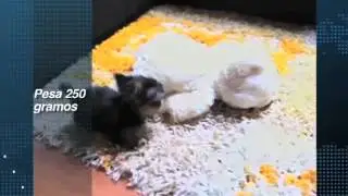 Conoce al perro m&aacute;s peque&ntilde;o del mundo; mide apenas 7 cent&iacute;metros