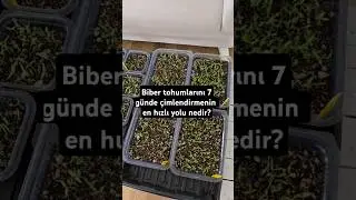 Biber tohumlarını 7 g&uuml;nde &ccedil;imlendirmenin en hızlı yolu nedir?#tarım #tarla #doga #&ccedil;ift&ccedil;i #organik