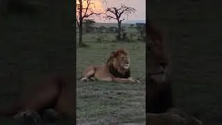 Lion 👑 relaxing in the Africa  Savanna during Sunset  time
