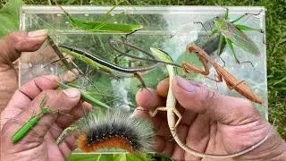Catch locust, grass lizard, tiny mantis, hairy caterpillar