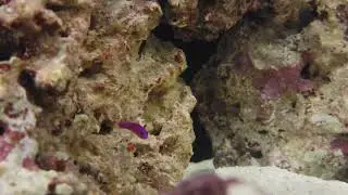 New Addition - Purple dottyback (Pseudochromis porphyreus)