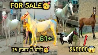 61+ हाइट की घोड़ी व घोड़ा सस्ती कीमत में बिकाऊ 🎉 रेडी के लिए मात्र 25 हजार में नुकरी घोड़ी Sale 🔥😱