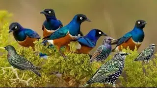 Wildlife documentary. Birds.animal.animals.animal science.animal antics. Animal info.bird info. Pets
