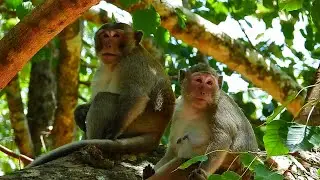 Piper visits Joey in the honey tree! Joey knows how to treat a Lady. Ahh, the grooming.