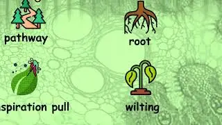 Transport in Flowering Plant Science (Bio) Part 3: Transpiration Explained in 4 minutes