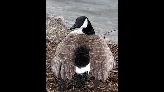 A Short Goosestory of Bird Life