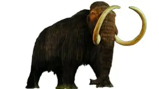 OPERACI&Oacute;N MAMUT: UNA REFLEXI&Oacute;N HUMOR&Iacute;STICA DE LA REALIDAD POL&Iacute;TICA ACTUAL