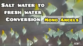 Mono Angels Salt water to fresh water conversion | LIVE AQUARIUM