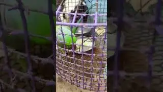 parrot talking