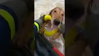 Golden Retriever Slips Off Boat Ramp! and gets Rescued  #heartwarming #heromoment #cute #dog
