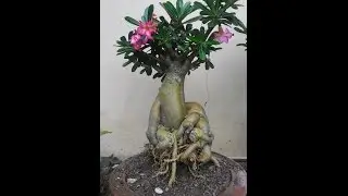 cara membentuk akar baru adenium