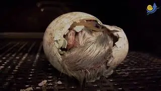 Flamingok&uuml;ken 