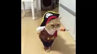 VIRAL FUNNY  cat WALKING in pirate costume