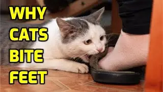 Why Do Cats Attack Their Owners Feet?