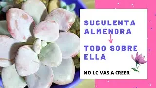 Pachypytum oviferum o planta almendra, todo sobre ella