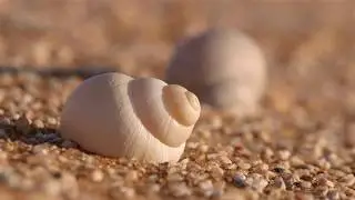 Namib Desert Snails at Gobabeb