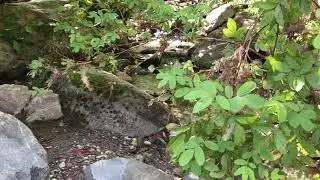 Hancock, VT
