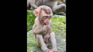 07-22-25 Monkey Discovery 017 #newborn #babymonkey #Joyce #monkeylife #abandoned #wildife #Jacee