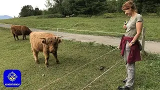 Camping with the cows | Au Diable Vert | Camping and fishing