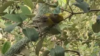 How Weaver birds weave their nests, worth seeing