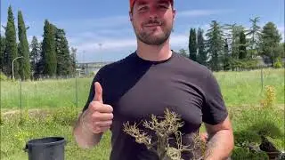 Shohin bonsai, Lavori e coltivazione stagionali