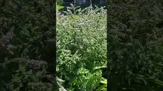 Late summer plants for pollinators! #gardening #garden #homesteading #homesteadgardens #pollinators