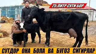 СУТДОР ОНА БОЛА ВА БУГОЗ СИГИРЛАР ОГАБЕК 11-01-2026г