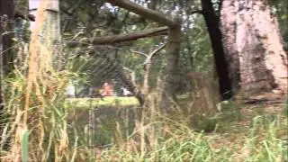 Backyard Shred