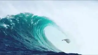 Hilarious bird animation from the movie 