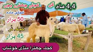 Kajla Chattra Mandi Khushab Latest video || kakka kajla kids
