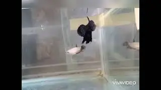 Black Dragon Short Fin Betta ( Fighting Fish )