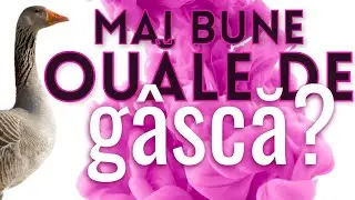 Descoperă Cele 7 Beneficii Ascunse ale Consumului de Ouă de G&acirc;scă!