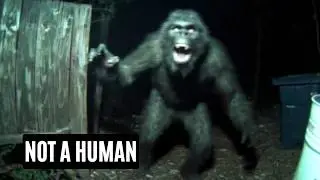 Bizarre Creatures Are Caught on Trail Cam &mdash; Unthinkable Videos