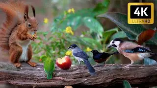 Cat TV for Cats to Watch 😸✨ Colorful Birds & Playful Squirrels Up Close 🌰 Cat Games 4K HDR