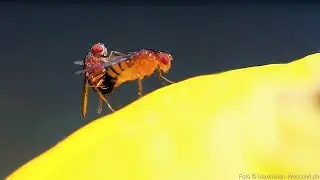 fruit flies on lemon fruit, mating and laying eggs, fascinating but also disgusting. Fruit Fly Life.