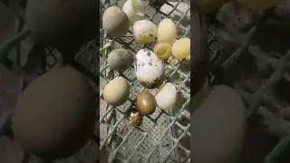 Different type, sizes and color of quail egg #quailfarming