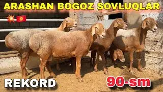 “90 sm Arashan Bo‘g‘oz Sovluqlar – Axmatjonda Juda Kamyob Nasl! 😱”