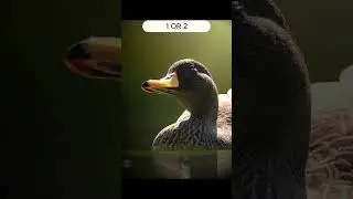 Best Duck edit EVER?