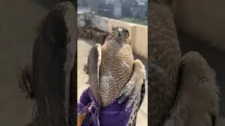 king of the sky🦅#falcon #kabutar #pigeons #viralshort #shorts #birds #animals #attitude #viral