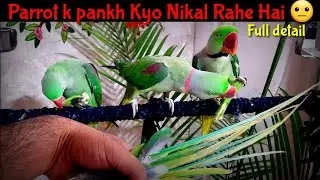 Mera Mitthu parrot k pankh kyo nikal rahe hai - Why parrot lost its feathers