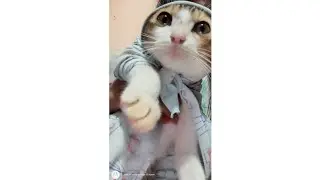 Angry Cat Energy 😜&ldquo;Tiny body. Big attitude 🐱💢&rdquo;