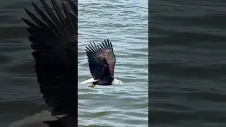 This bald eagle makes fishing looks so easy 👀🐟🦅 #baldeagle #animalsareawesome #fishing #pnwlove