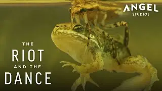 This Bug Hunts and Eats Frogs?! Giant Water Bug | The Riot And The Dance