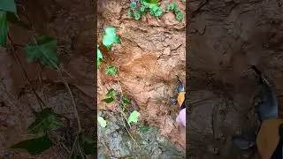 Digging clay in a creak #clay #asmr