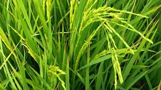 PB1847 #1847 #pb1847 #peddy #rajasthan #ghaghar #rice #ignp