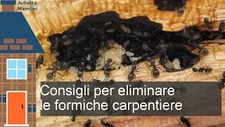 Come si eliminano le formiche carpentiere in modo naturale?